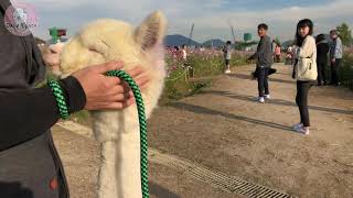 구리한강공원에 알파카가 나타났다!!꽃구경하러 간 파카의 일상영상 함께 보시죠!![한강, 공원, 코스모스, 꽃구경, 데이트코스, 산책]