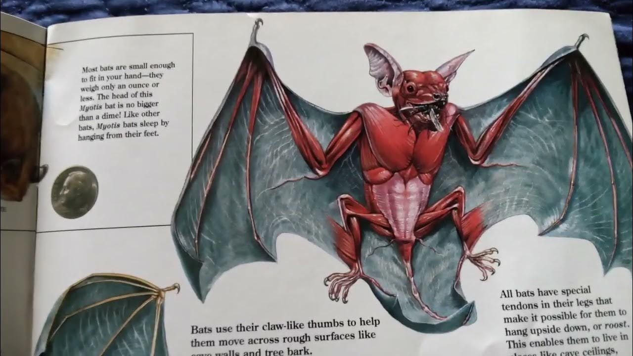 Zoobooks of Bats YouTube