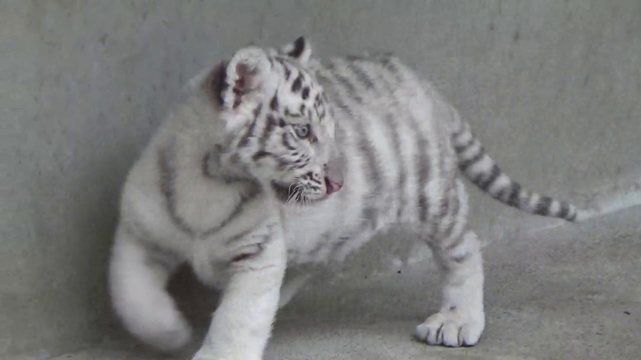 関東の動物園一覧 動物園情報サイトzoo Palette 全国地域別一覧 地方別 エリア別 飼育動物一覧 人気ランキング 園内マップ アクセス 駐車場 休園日 開園時間 入園料 パスポート ふれあい レストラン 授乳室 施設 イベント