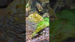 Triops in my Aquatic Insect Aquarium! #aquariumhobby #aquaticlife