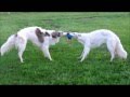 BORZOIS AT PLAY RUSSIAN WOLFHOUNDS