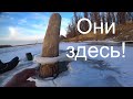 Под этой корягой живут горбачи! Первый лёд на Оби.