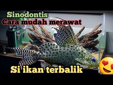 Video: Memelihara Sinodontis Aquarium Lele