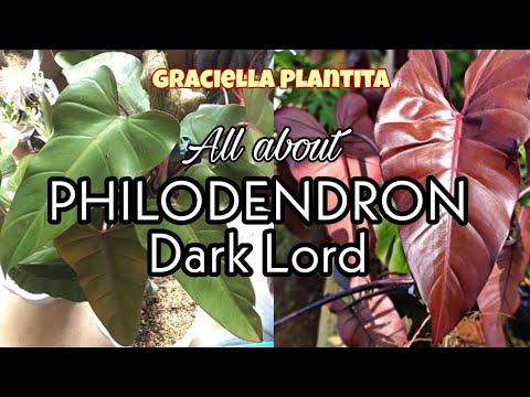 PHILODENDRON DARK LORD| ALL ABOUT DARKLORD | GRACIELLA PLANTITA