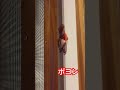 お腹シールの使い方(笑