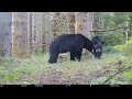Bear vs the mirror part duex