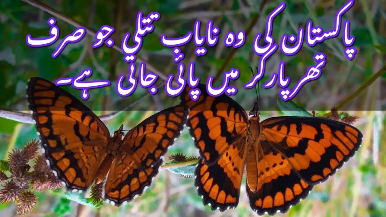 Joker Butterflies in Karoonjhar Nagarparkar | Butterflies | Tharparkar | Karoonjhar Photography