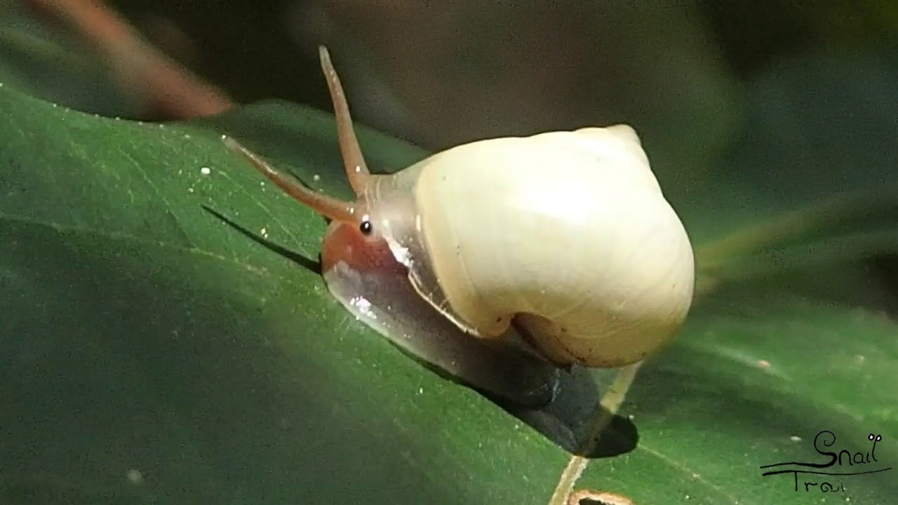 Leptopoma perlucida - Opalescent Pendant-Snail