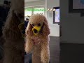 #funny 🐶