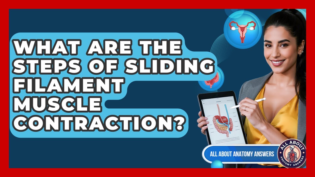 What Are The Steps Of Sliding Filament Muscle Contraction? - All About Anatomy Answers
