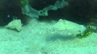 2 Cuttlefish Displaying  in Kennack Bay Cornwall whilst SCUBA Diving