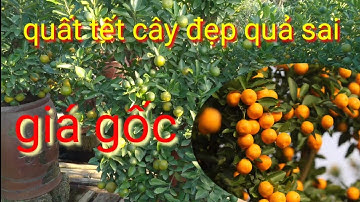 Quất tết 2022, cây đẹp quả sai giá bán tại vườn , A Thành chuyên quất cảnh tết có sđt trong video