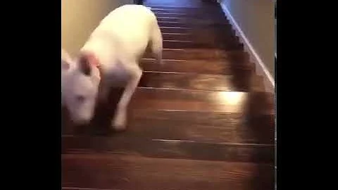 walter commits stair fall