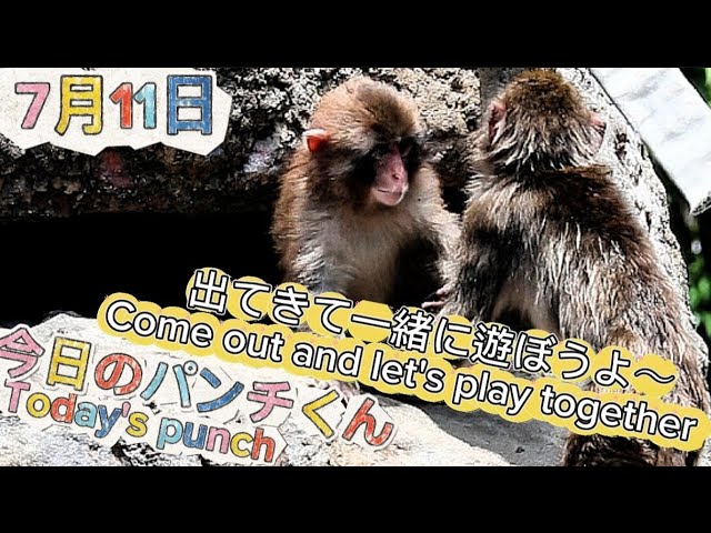 親友best friend】遊びに誘われるパンチくん 2026.7.11 今日のパンチ