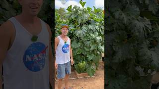 This is what were growing in our vertical farm this summer