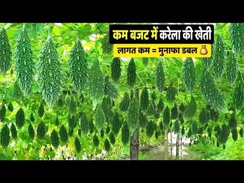करेला की खेती कैसे करें? | Karela ki kheti | Bitter gourd cultivation in Hindi A to Z