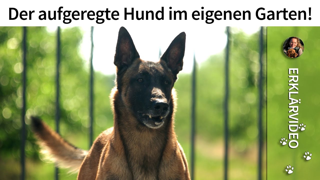 Hunde erziehen ➡️ Aufgeregter Hund im eigenen Garten ➡️ Erklärvideo ✔️