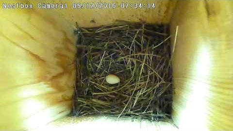 Irvine Nest Cam: Tree Swallow Eggs