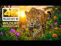 Wildlife Adventure 4K | Stunning Nature & Real Animal Moments