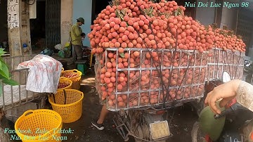 Vải Thiều Đẹp Giá Đỉnh Ngày 23/6/2021 Tại Cầu Chét I Nui Doi Luc Ngan 98