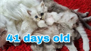 funny ragdoll kittens 41 days old