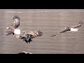 Bald Eagle Fighting &amp; Chasing Episode 3