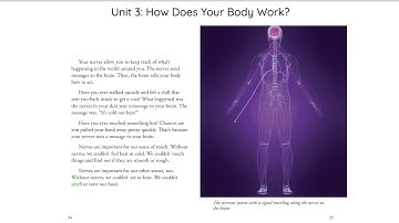 Unit 3 Chapter 5 The Nervous System