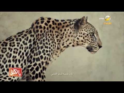 الهيئة الملكية لمحافظة العلا تحتفل ب يوم النمر العربي