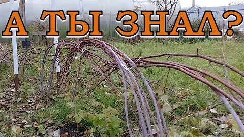 МАЛИНА: ВАЖНО правильно  подготовить к зиме