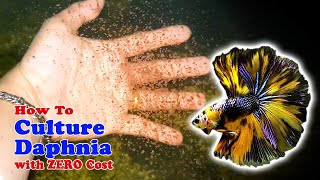 How to Culture Daphnia with ZERO Cost | Unlimited Live Food For Our Fish