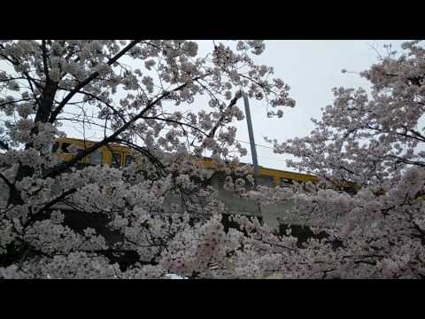 新鮮市場きむら岡山大供店周辺の桜と児島行きＪＲ瀬戸大橋線普通列車