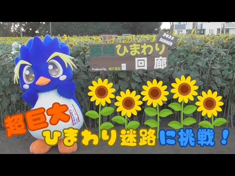 ペンギン村！ The Cliffside Penguin Village 崖上のペンギン村LIVE 小諸市