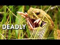 Rattlesnakes: Tick Killers