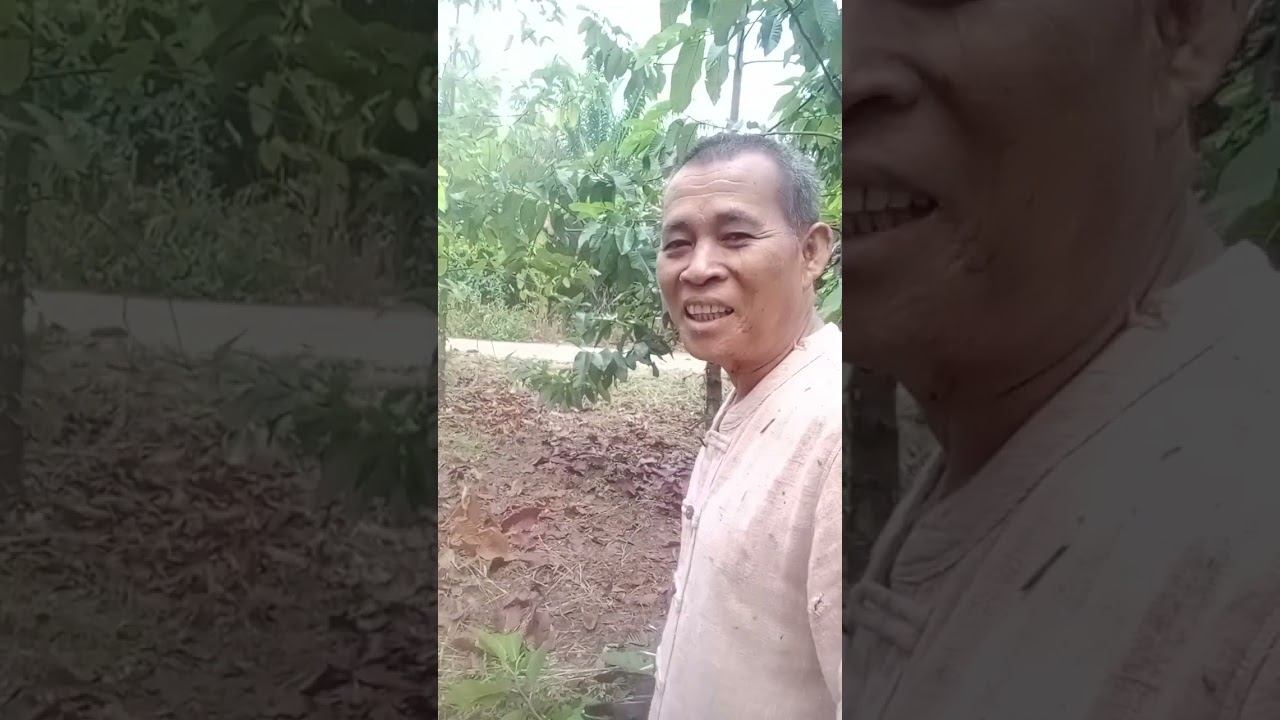  #25/2/69 #วันนี้มาตัดแต่งกิ่งต้นยางนาครับ #บ่าวรับพาม่วน #