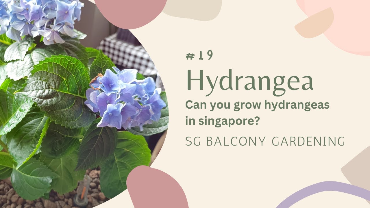 #19 Can you grow hydrangeas in Singapore? #balconygarden #hydrangeas # ...