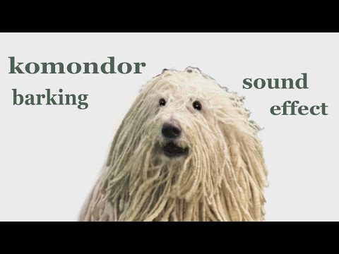 Video The Animal Sounds: Komondor Barking / Sound Effect /... - youtube