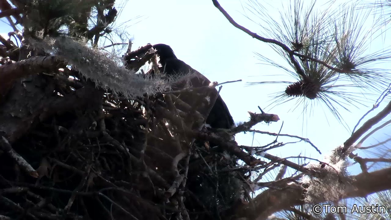 Bald Eagle nest at ACE Basin NWR Edisto Unit