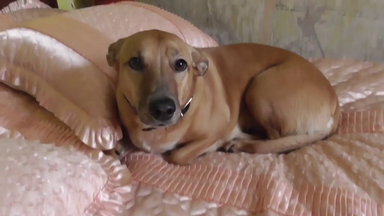 Укол собаке подкожно в холку