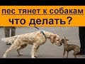 пес тянет к другим собакам что делать