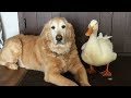 UNUSUAL ANIMAL FRIENDSHIPS || AMAZING ANIMAL  FRIENDSHIPS