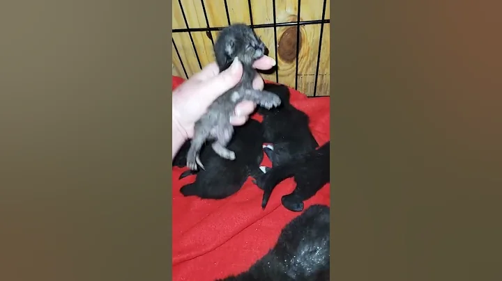 Watch the video about Black cats with blue eyes👁‍🗨😸 #shorts #youtubeshorts #short #funny #funnyanimals #funnyshorts