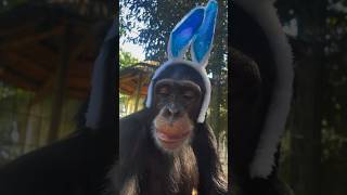 Limbani The Chimpanzee On His Easter Egg Hunt.