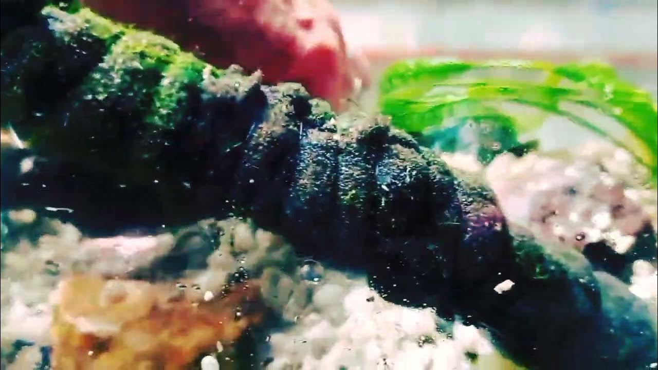 Aquarium Designed 15 Gallons Set Up With Drift Wood, Gravel, Pebbles, Live Plants, Jade Stone