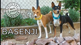 Škola Zvierat  Basenji