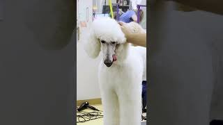 Beautiful White Standard Poodle #dog #grooming #standardpoodle #poodle