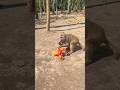Manki took the banana very skillfully🐒🥰#anmals #monkey #shortsfeed