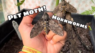 Our pet moths hatched - Hornworm moths