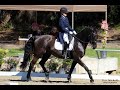 "Talisman" FEI Dressage Schoolmaster For SALE