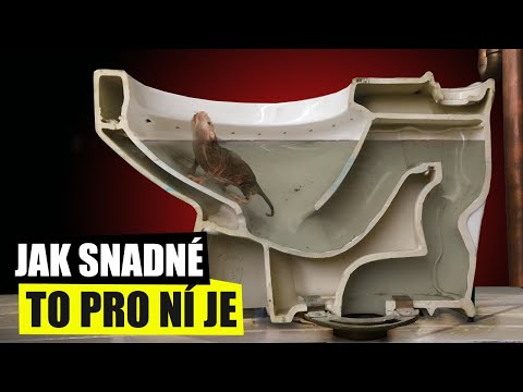 Video: Krysy Dobré Vůle Pomáhají Kamarádům Uniknout