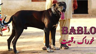 Pakistani Bully Kutta Bablo Strong Bully Kutta || Top Quality Bully Dog || Black Bully Dog